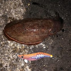 初イカ記録更新