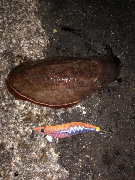 初イカ記録更新