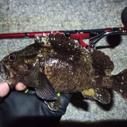 2022/05/20 南港ライトゲーム釣行 ~短時間~