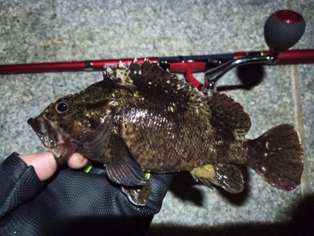 2022/05/20 南港ライトゲーム釣行…