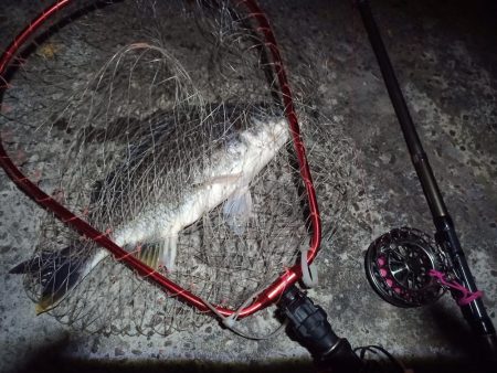 2022/05/21 南港ヘチ釣り釣行