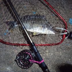 2022/05/22 南港ヘチ釣り釣行　～短時間～