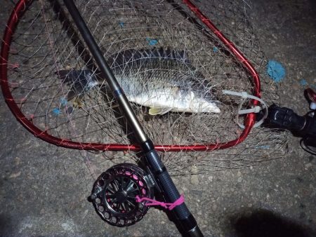 2022/05/22 南港ヘチ釣り釣行　～短時間～