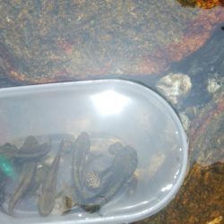 ハゼ釣り日和(@^▽^@)