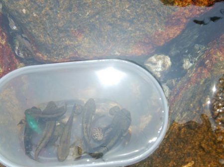 ハゼ釣り日和(@^▽^@)