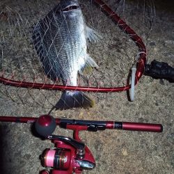 2022/05/23 南港ライトゲーム釣行