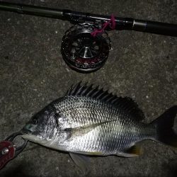 2022/05/24 南港ヘチ釣り釣行