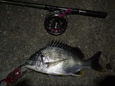 2022/05/24 南港ヘチ釣り釣行