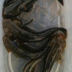 (^^)一日中!のんびりハゼ釣り