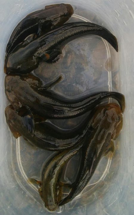 (^^)一日中！のんびりハゼ釣り