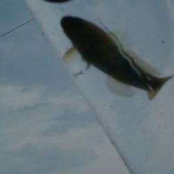 (^^)過ごしやすい釣り日和