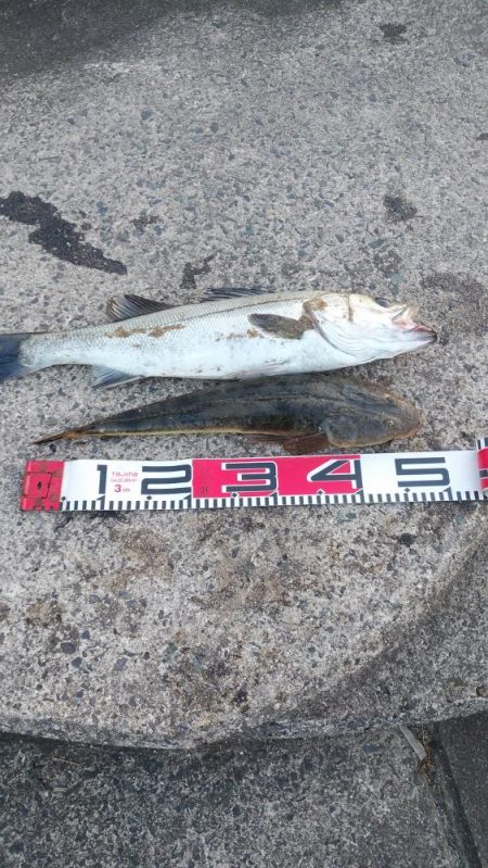 ウェーディングでシーバス60cm、マゴチ48cm