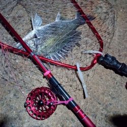 2022/05/29 南港ヘチ釣り釣行