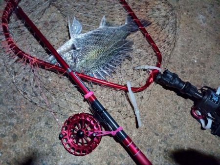 2022/05/29 南港ヘチ釣り釣行