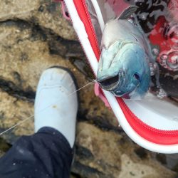 和歌山市江(吉丸渡船)で磯フカセ