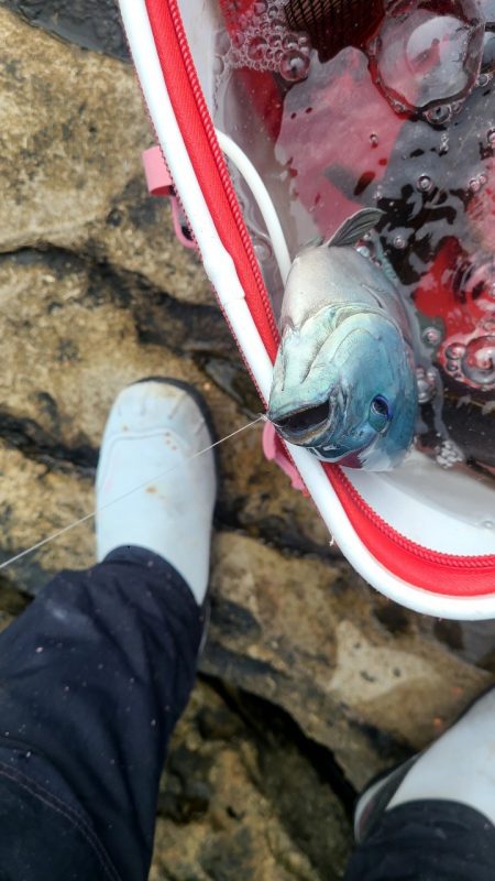 和歌山市江(吉丸渡船)で磯フカセ