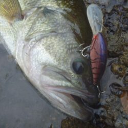 なまず→バス→なまず