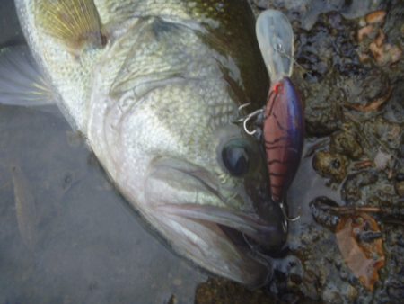 なまず→バス→なまず