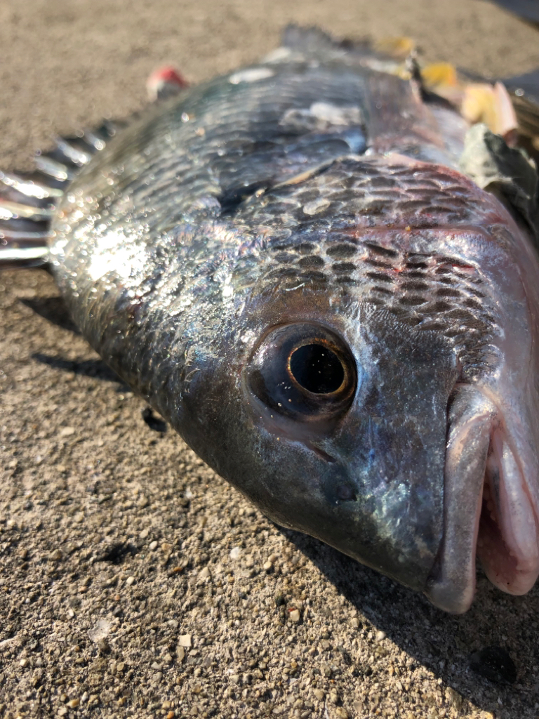 ポカポカのGW セイゴ釣り