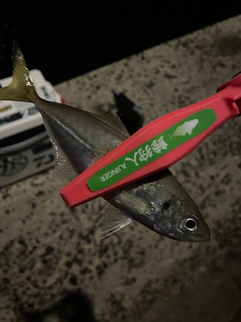 満潮時にパタンと反応が止まる