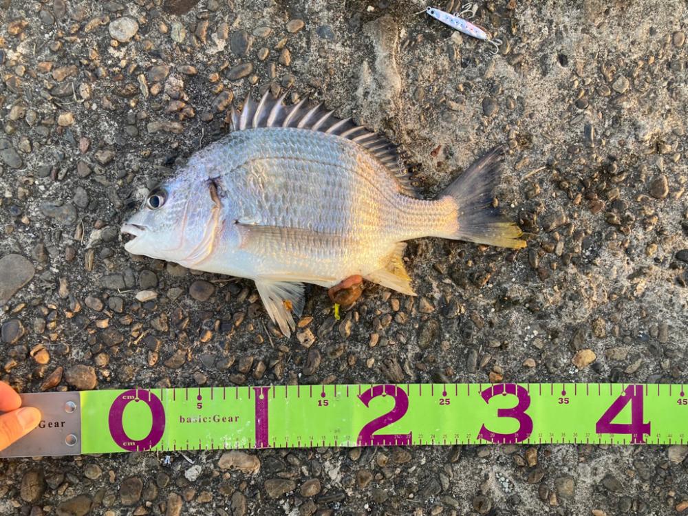 小ぶりな三目魚