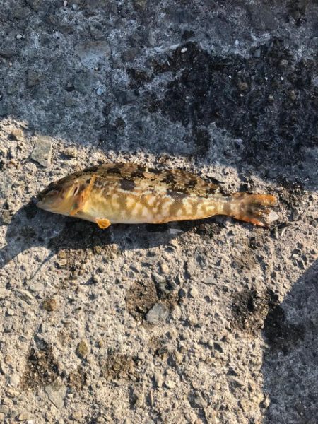 行き着いた先でアブシン