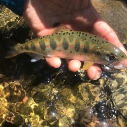 エデン60を使ってきました