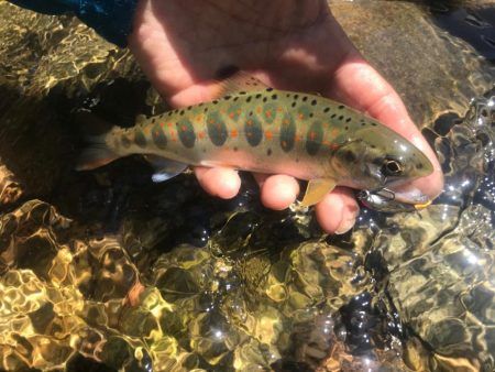 エデン60を使ってきました