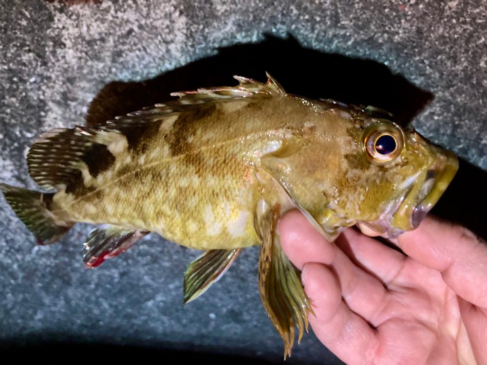 ロックフィッシュゲーム(アコウ・カサゴ釣り)