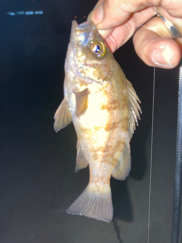 まだまだ無限メバル