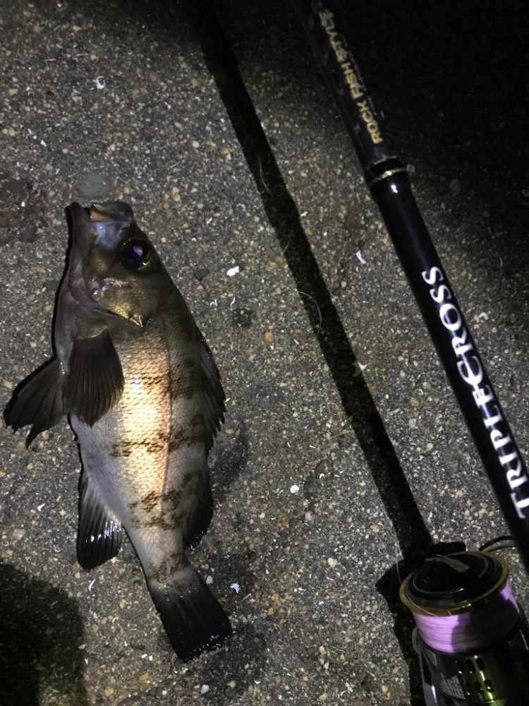 チョロっとメバリング！