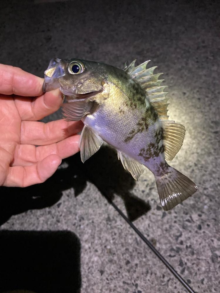 明石海峡メバリング