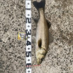 狙いは潮位の高い午前中