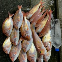 マイボートでアマダイ狙い