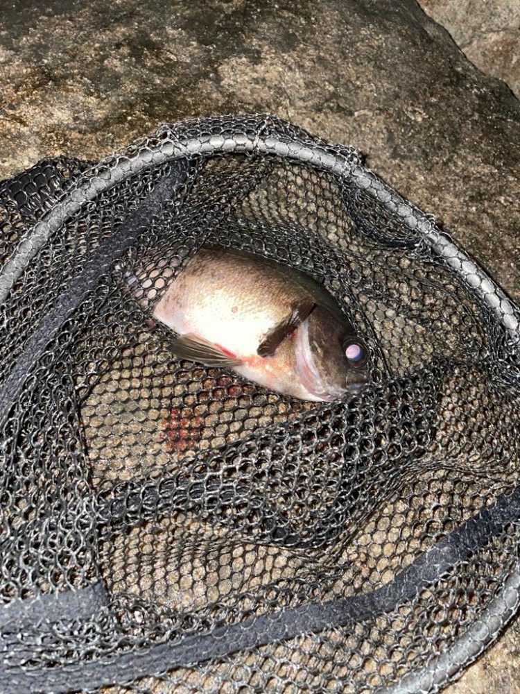 泣き尺メバリング