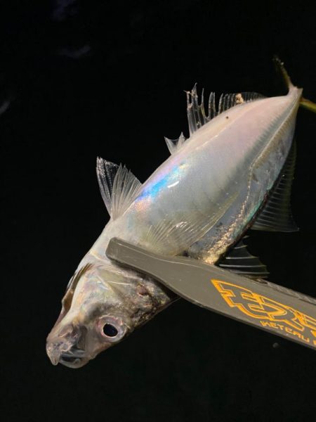 爆風の中のアジング