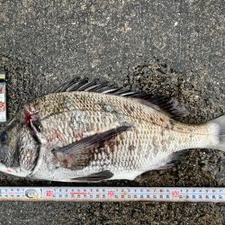 笠岡での大物狙い