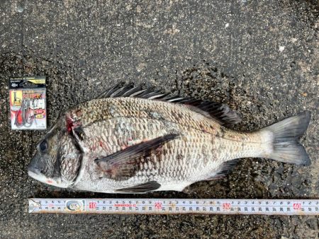 笠岡での大物狙い