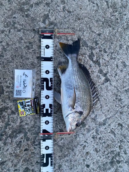 早い時間帯で釣る予定で出発