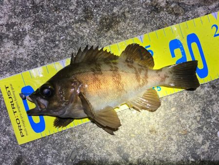 メバルハイシーズン