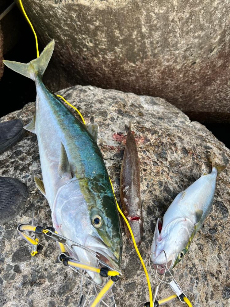 メジロ71センチ ハマチ50センチ