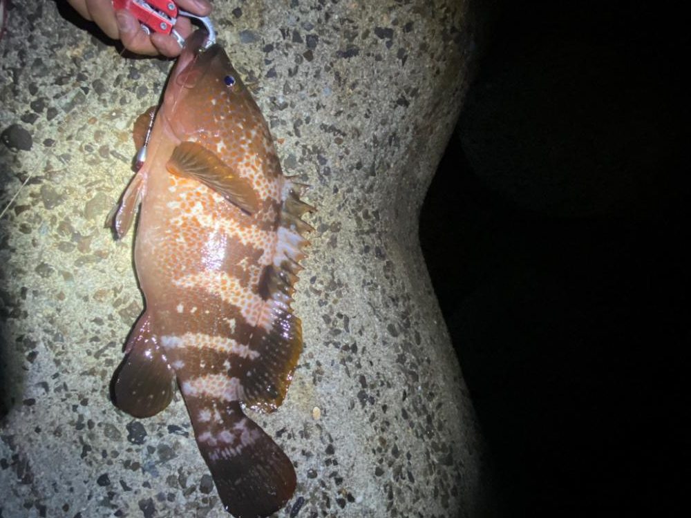 アコウハンティング