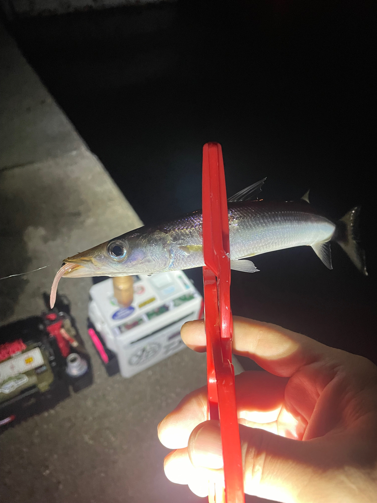 カマス狙いで初遠征