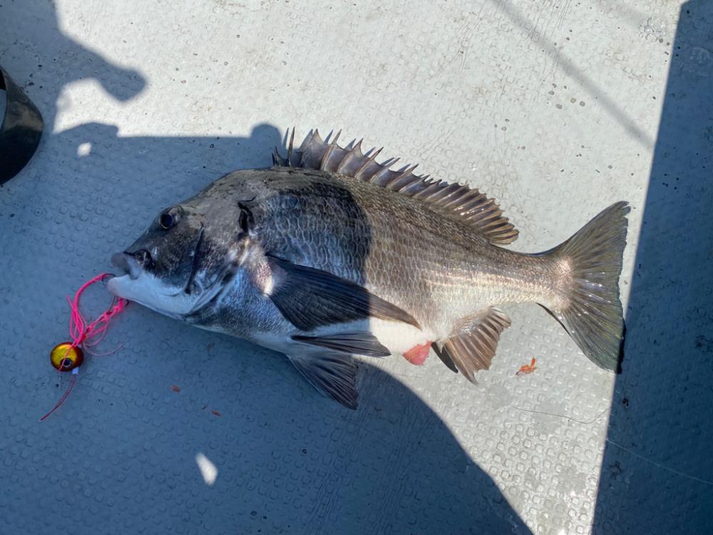 久しぶりのタイラバ