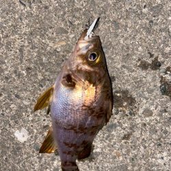 梅雨前メバリング