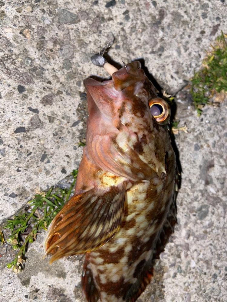 ライトロックフィッシュ