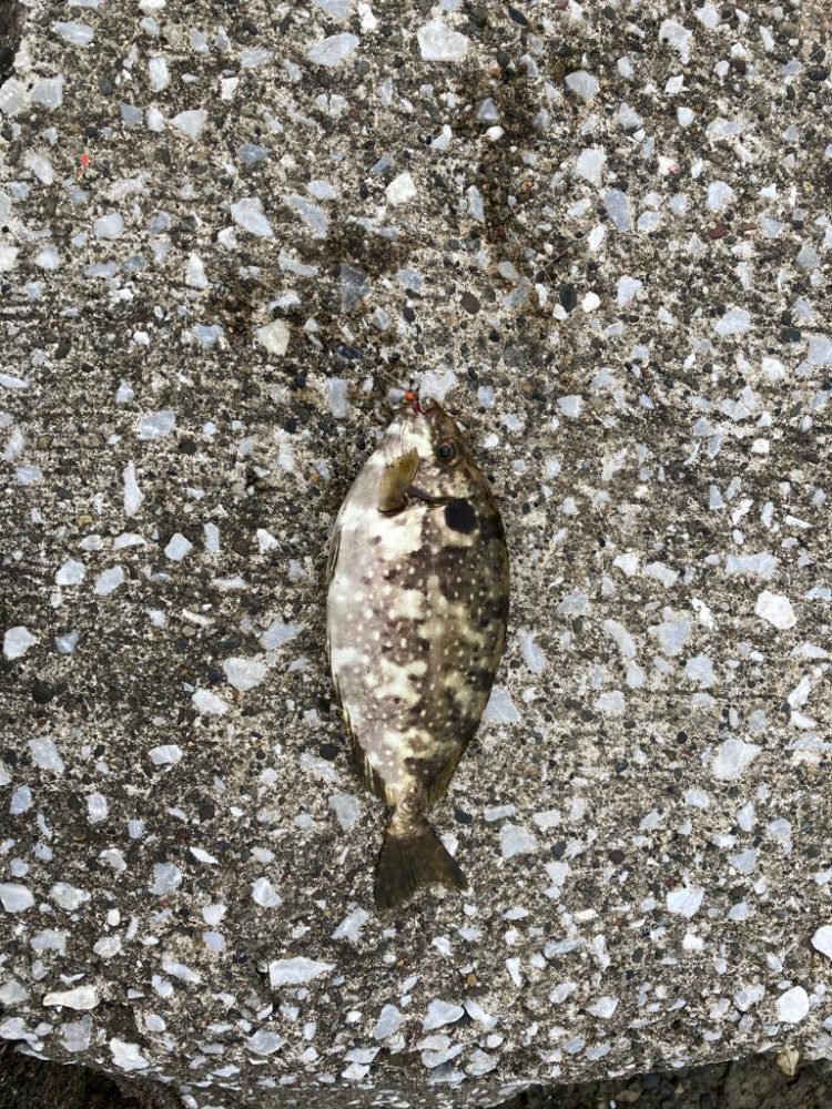 どちゃ濁りでも魚はいた！