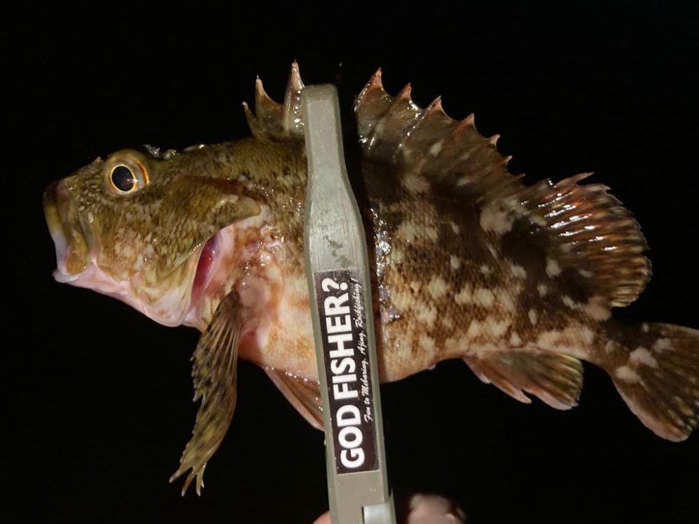 メバルを探しに!