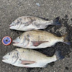 大村湾でのチヌ釣り