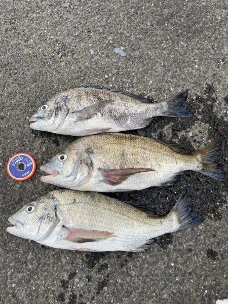 大村湾でのチヌ釣り